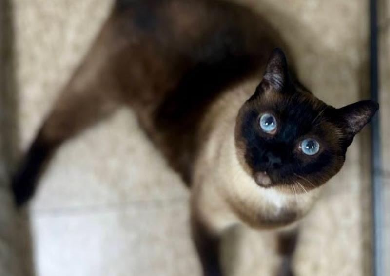 Carousel Slide 2: Cat veterinarians